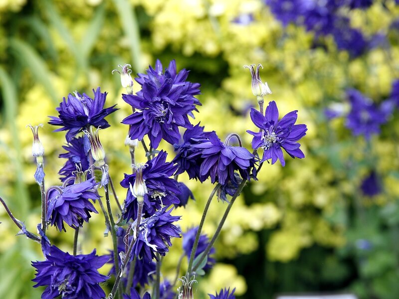 Purple Columbine Flowers — Calm, Summer