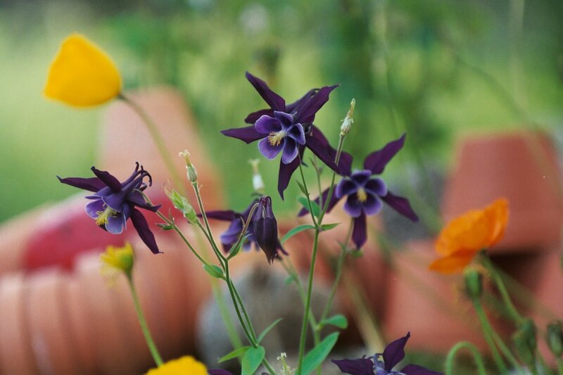 Purple Columbine Flowers — Calm