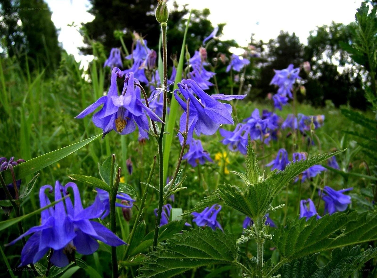 purple columbine flowers in a meadow