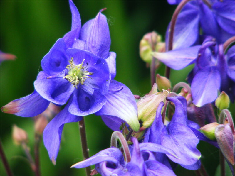Purple columbine flowers in bloom