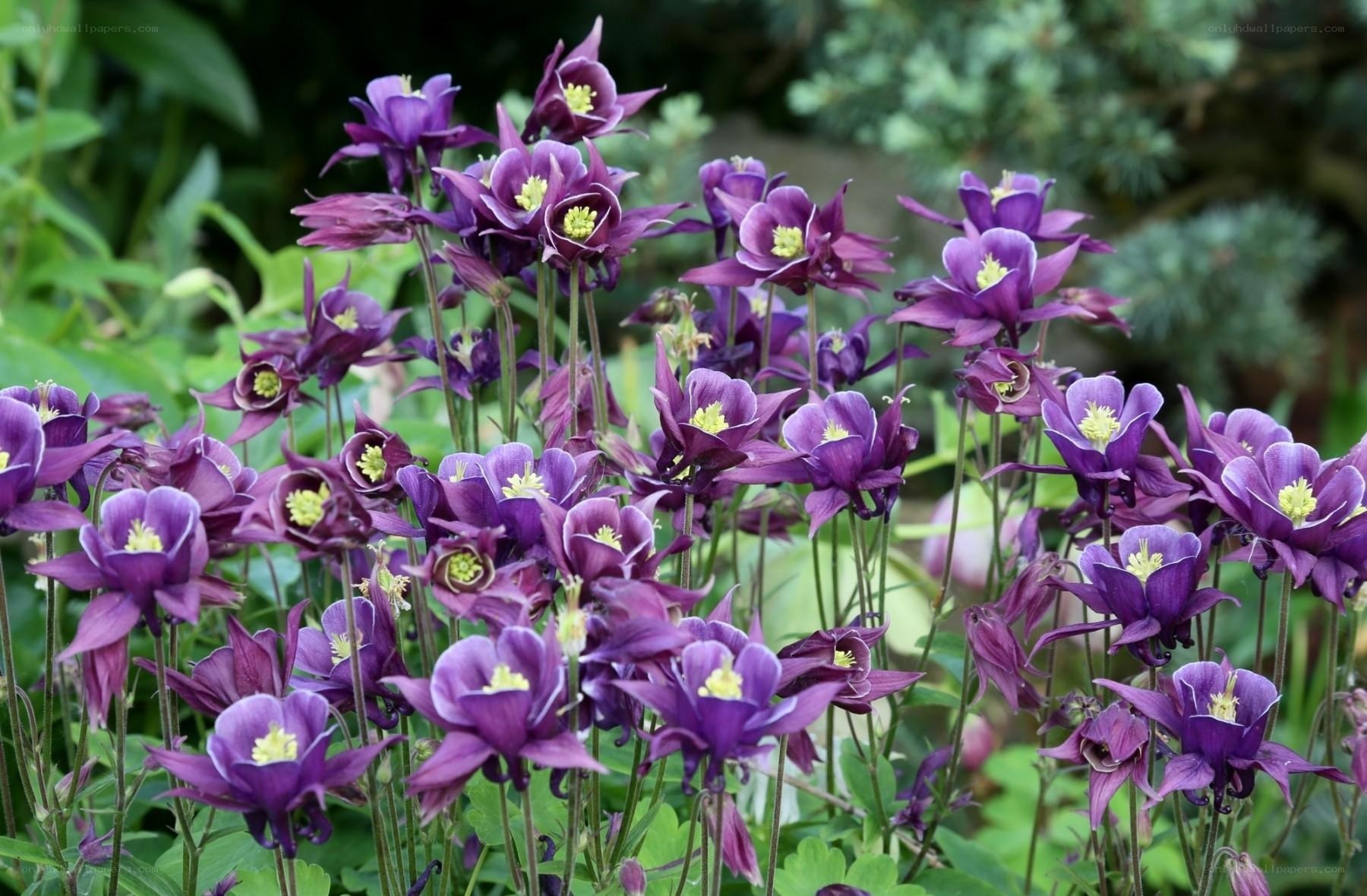 Purple columbine flowers in garden