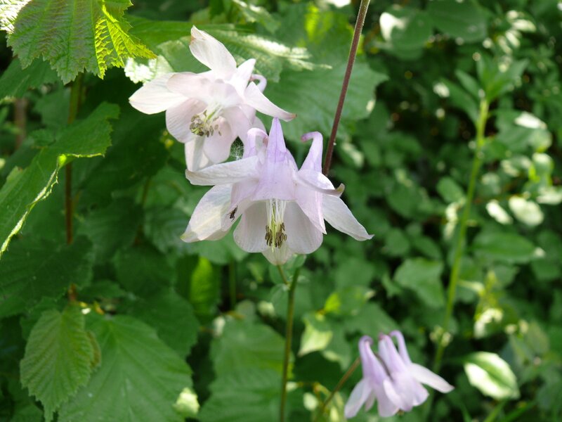 Purple Columbine Flowers — Serene, Afternoon, Photograph