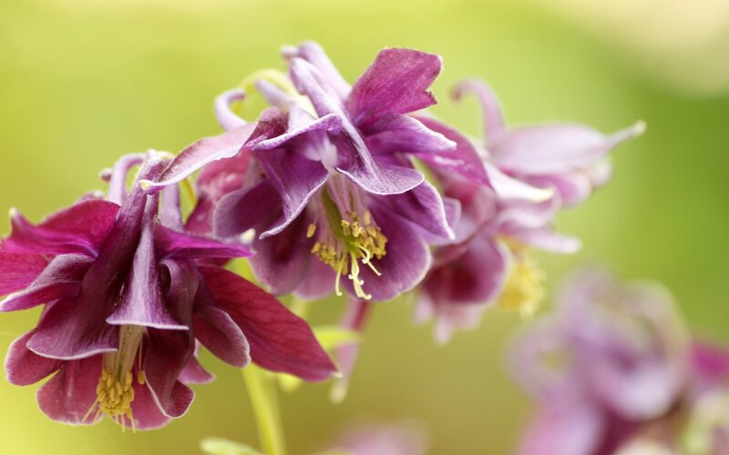 Purple Columbine Flowers — Serene, Spring