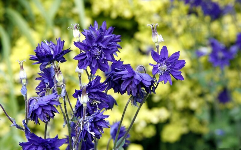 Purple Columbine Flowers — Serene