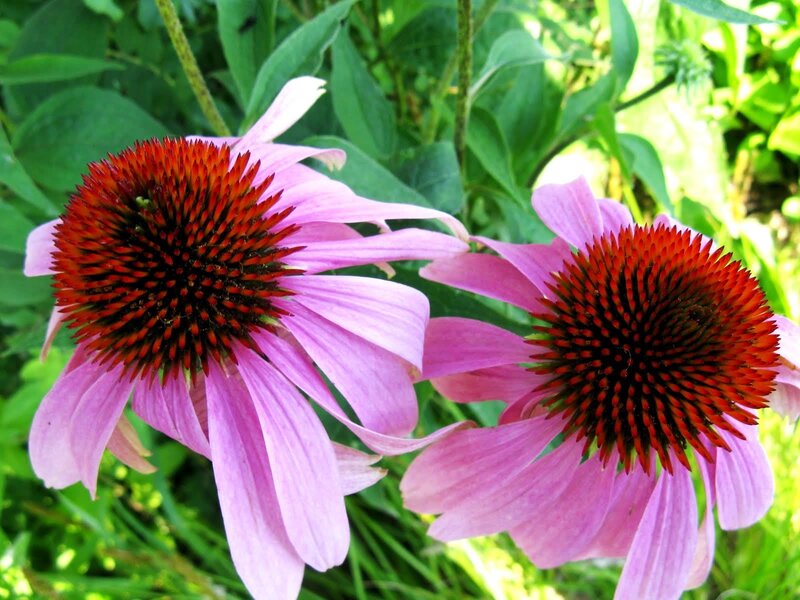 Purple Coneflower Blooms