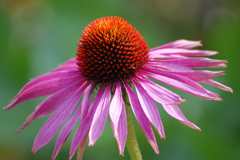Purple Coneflower — Calm, Afternoon