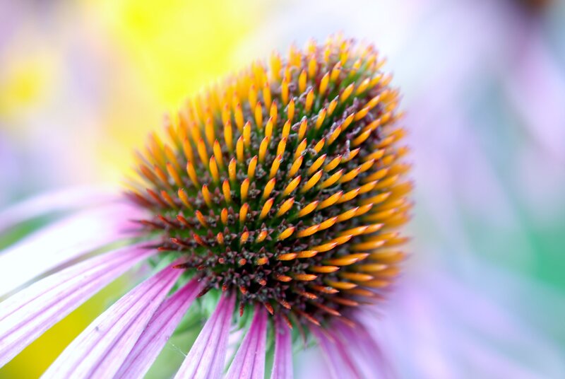 Purple Coneflower — Calm, Summer