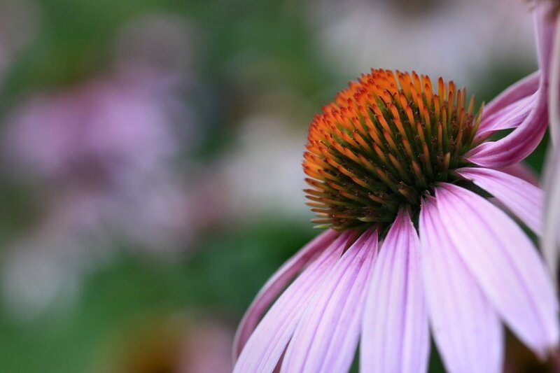 Purple Coneflower — Calm