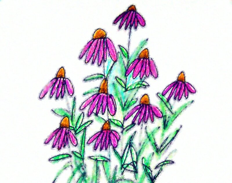 Purple Coneflower Cluster