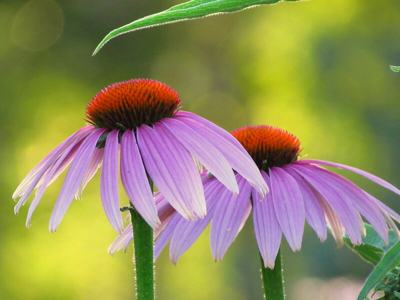 Purple Coneflower Flowers