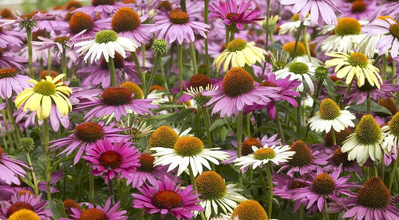 Purple Coneflower Garden — Calm
