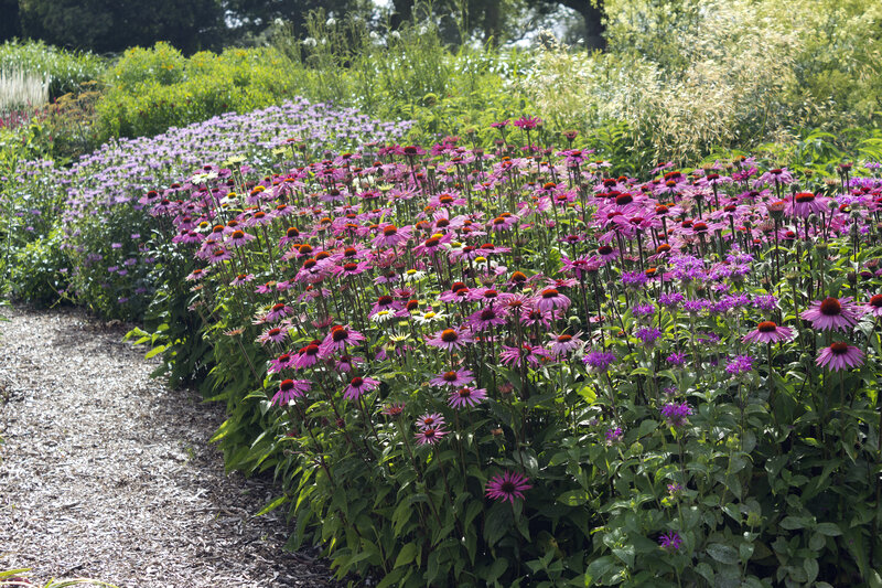 Purple Coneflower Garden