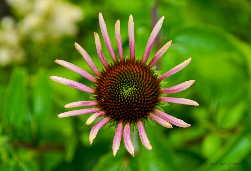 Purple Coneflower — Green