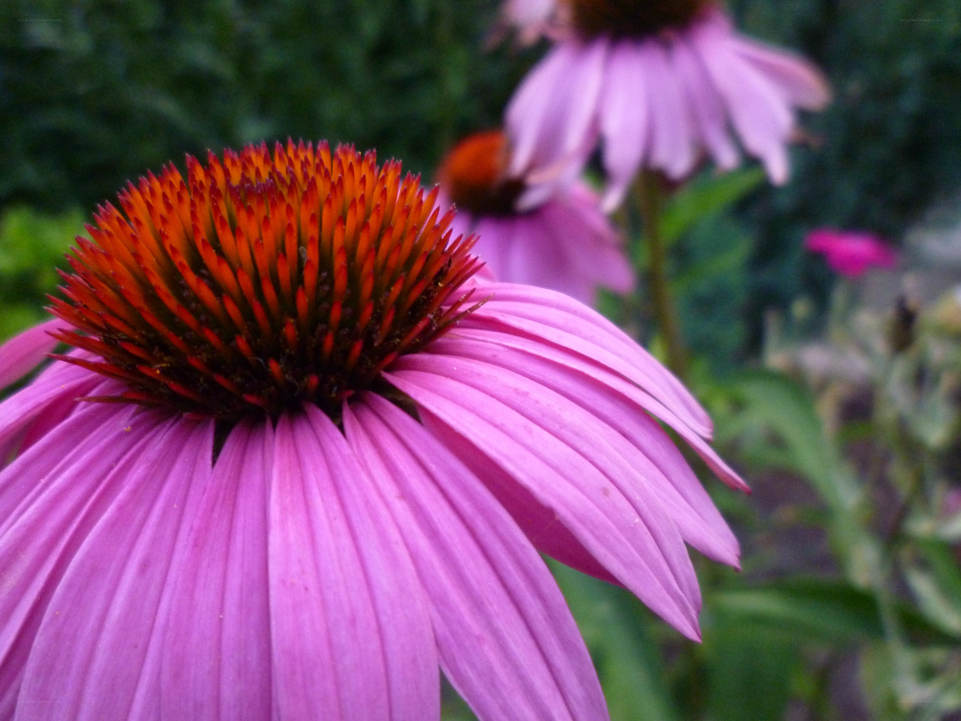 Purple coneflower in bloom