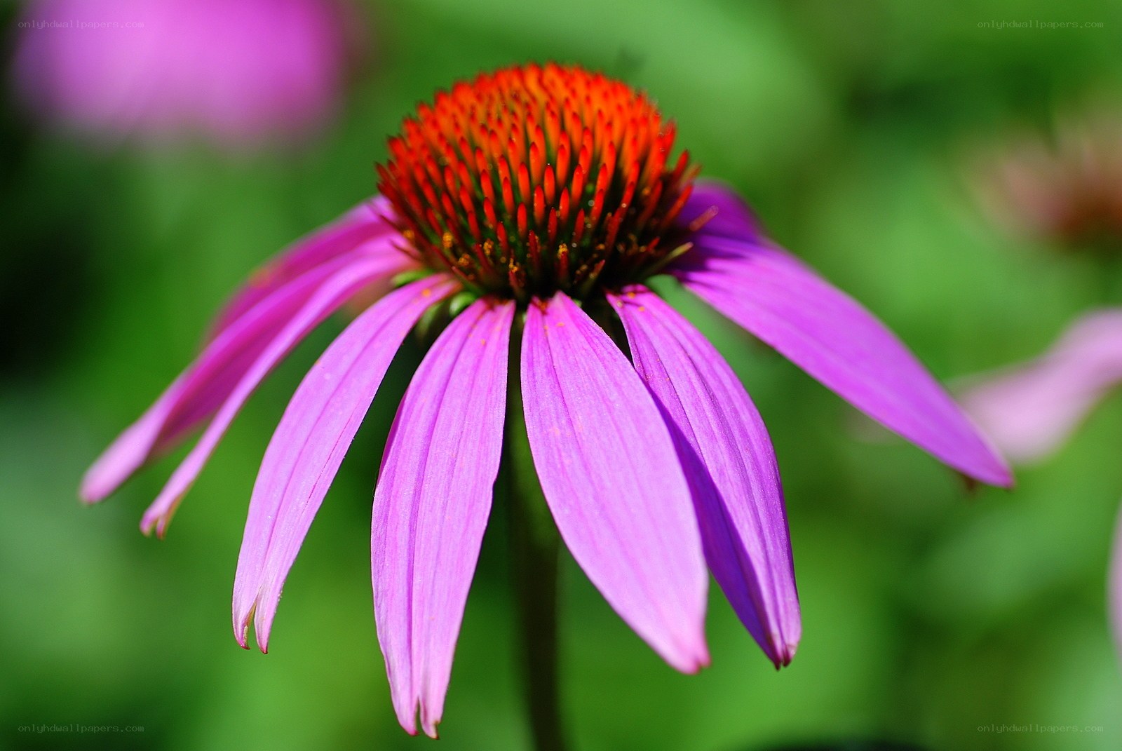 Purple coneflower in bloom