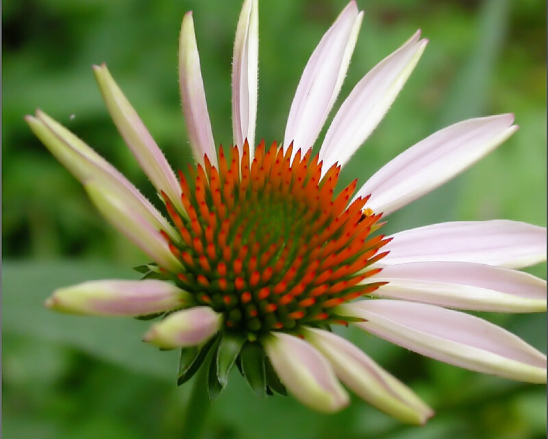 purple coneflower in bloom