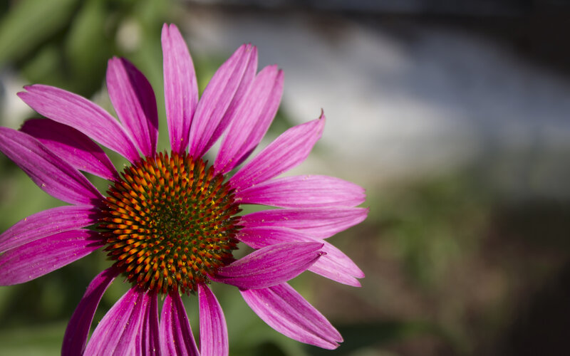 purple coneflower in bloom