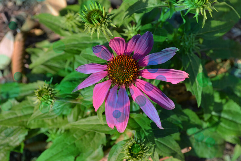 Purple Coneflower in Bloom — Natural