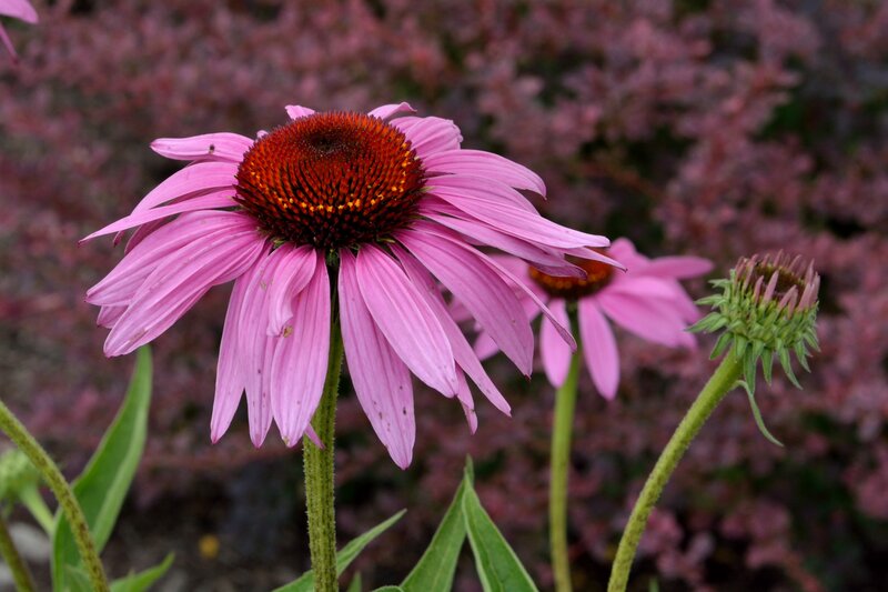 Purple Coneflower in Bloom — Pink, Calm