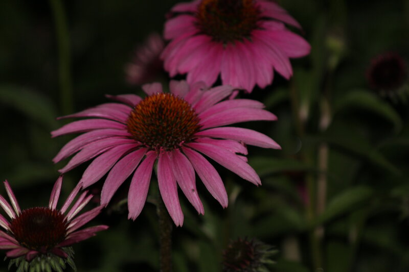 Purple Coneflower in Bloom — Pink, Natural