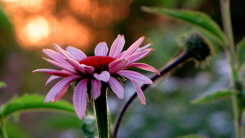Purple Coneflower in Bloom — Pink