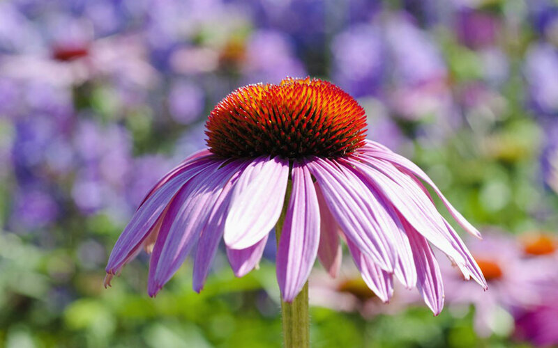 Purple Coneflower in Bloom — Serene