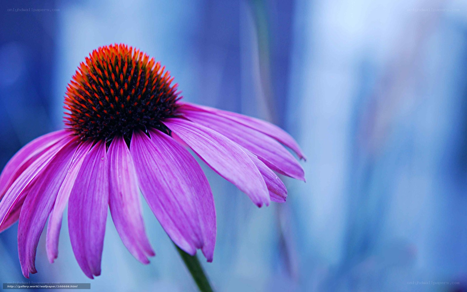 Purple coneflower in bloom