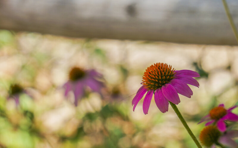 Purple Coneflower in Focus — Calm