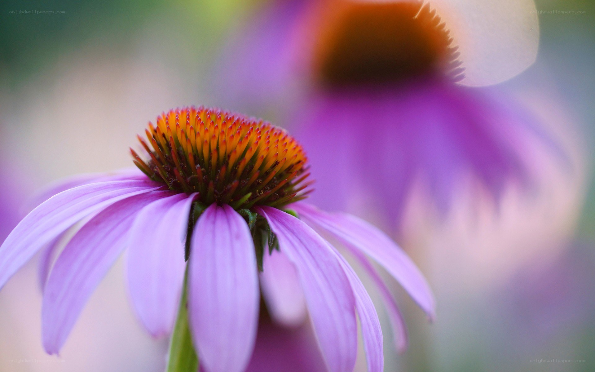 purple coneflower in focus
