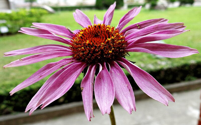 purple coneflower in garden