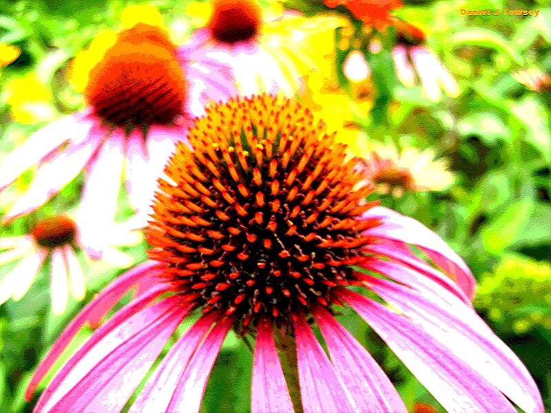 Purple coneflower in garden