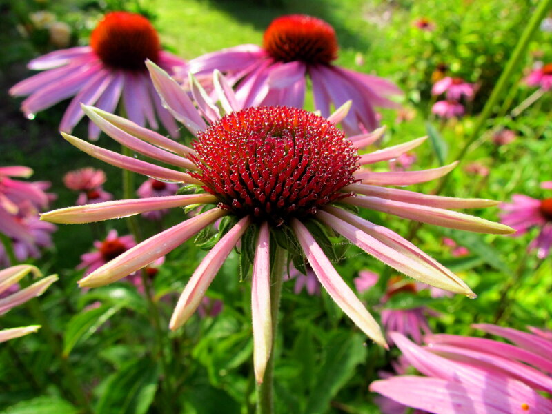 Purple Coneflower in Garden — Pink, Serene