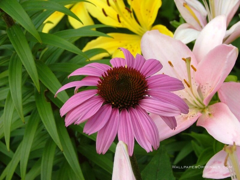 Purple Coneflower in Garden — Pink