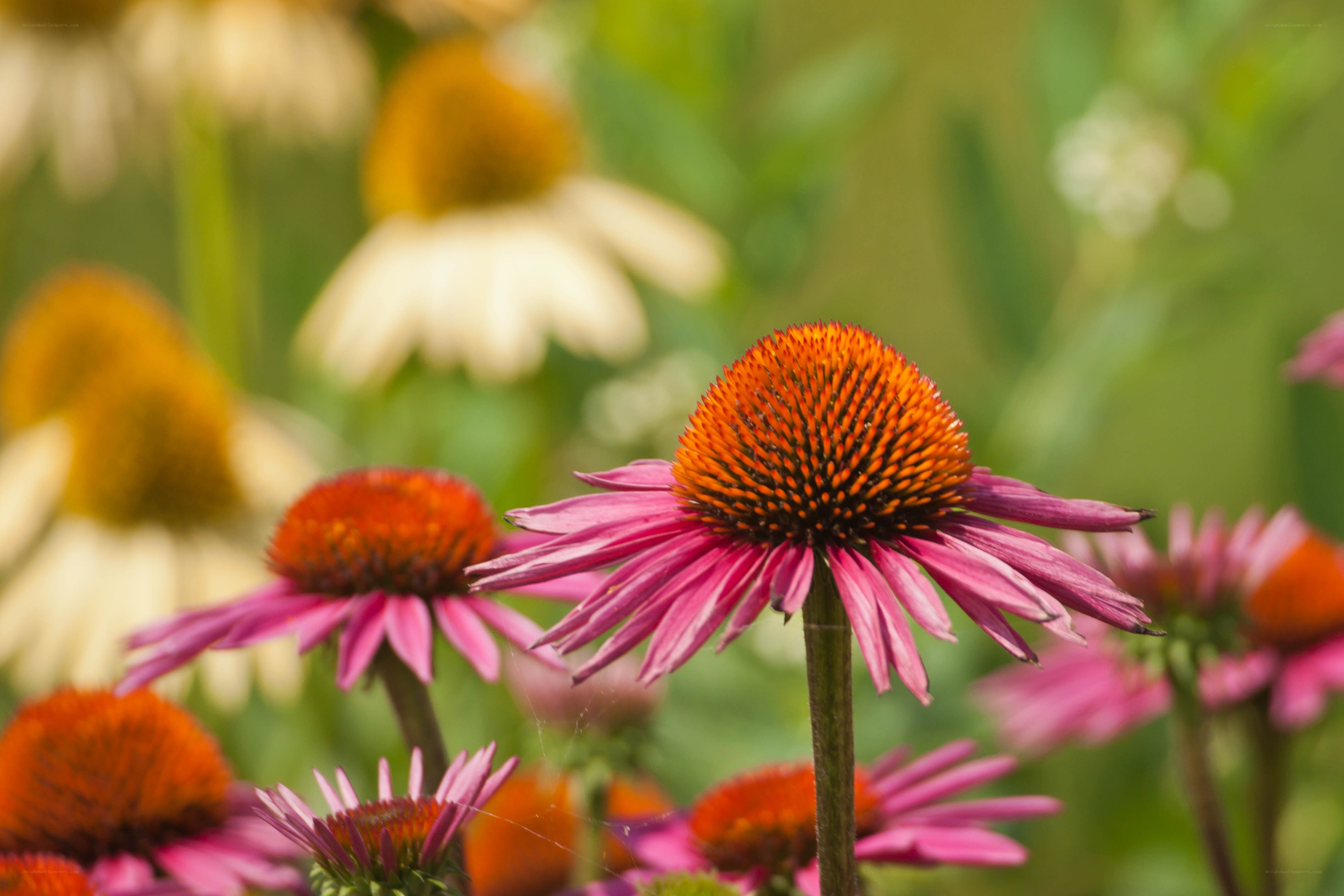 Purple coneflower in garden