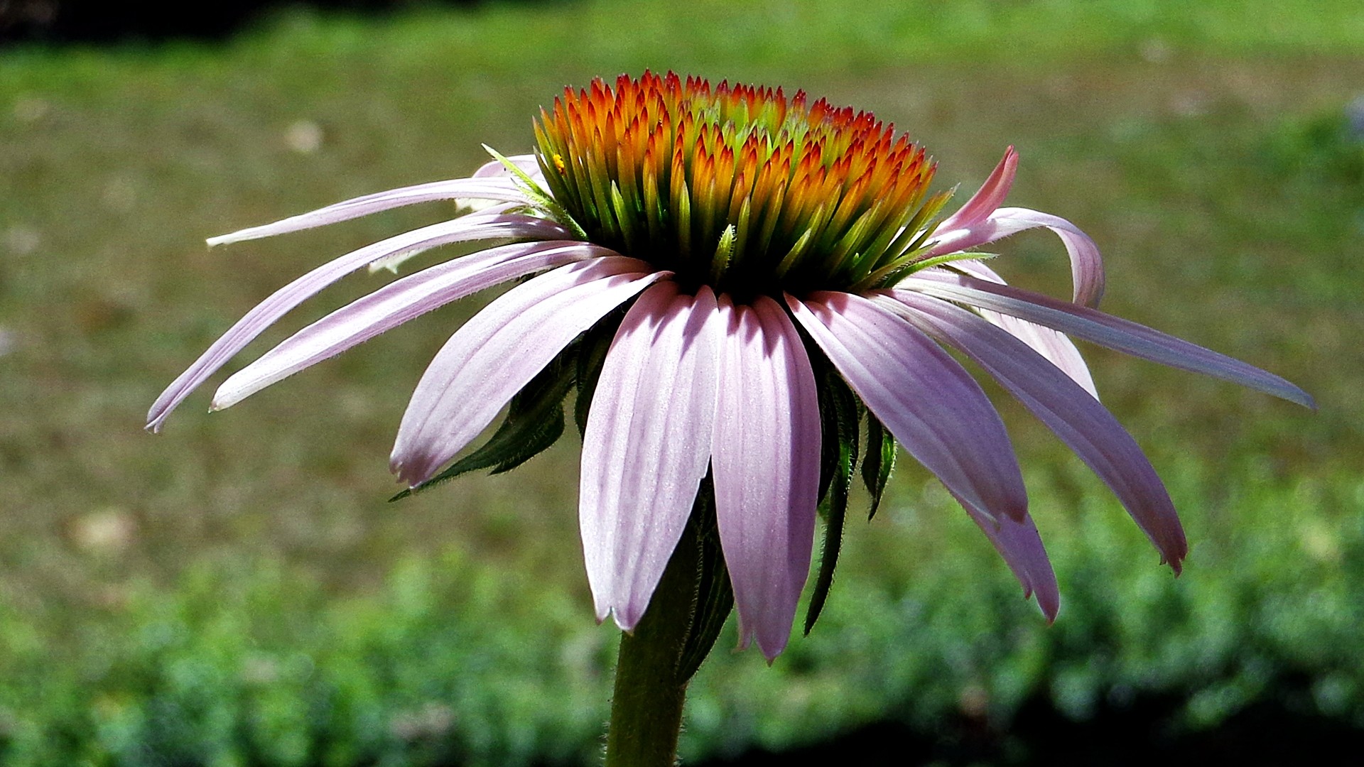 purple coneflower in sunlight