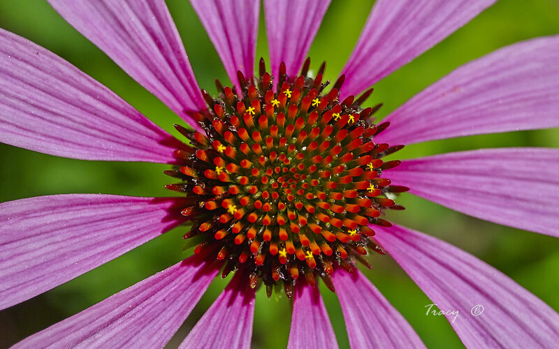 Purple Coneflower — Natural, Summer, Photograph