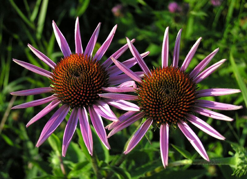Purple Coneflower — Natural, Summer