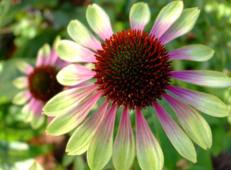 Purple Coneflower — Natural