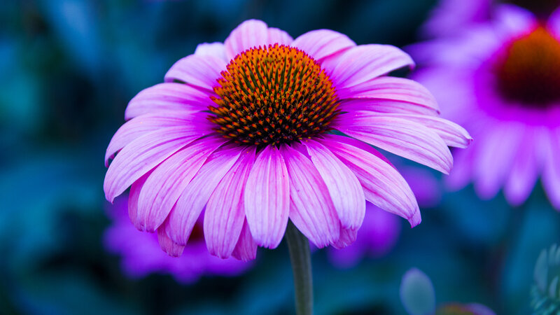 Purple Coneflower — Pink, Calm, Photograph