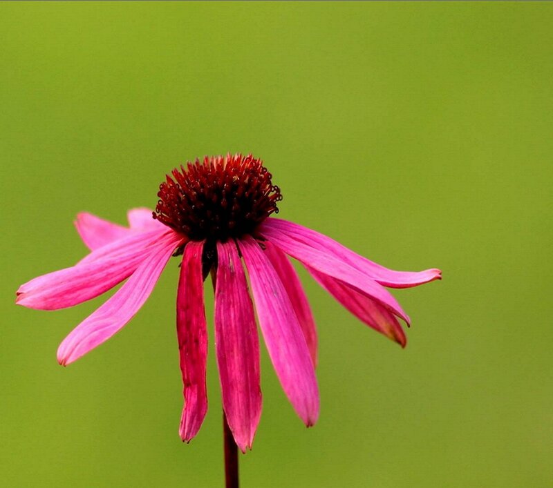 Purple Coneflower — Pink, Calm