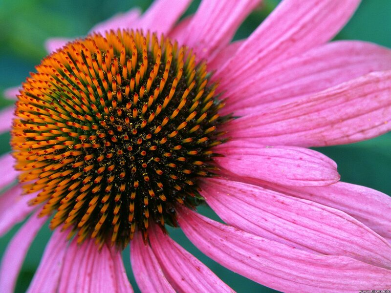 Purple Coneflower — Pink, Natural, Summer