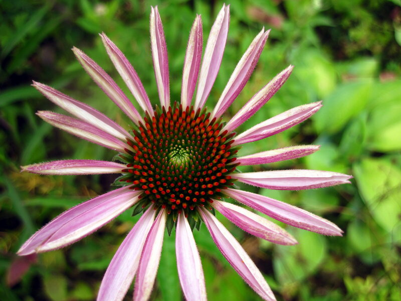 Purple Coneflower — Pink, Natural