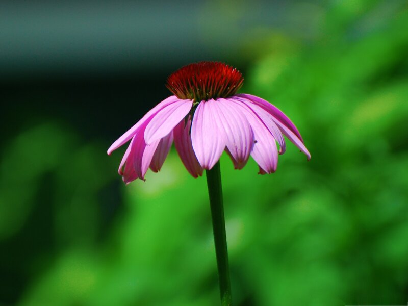 Purple Coneflower — Pink