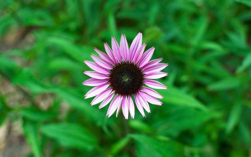 Purple Coneflower