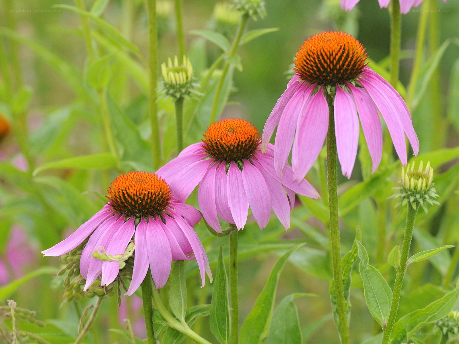 purple coneflowers in bloom