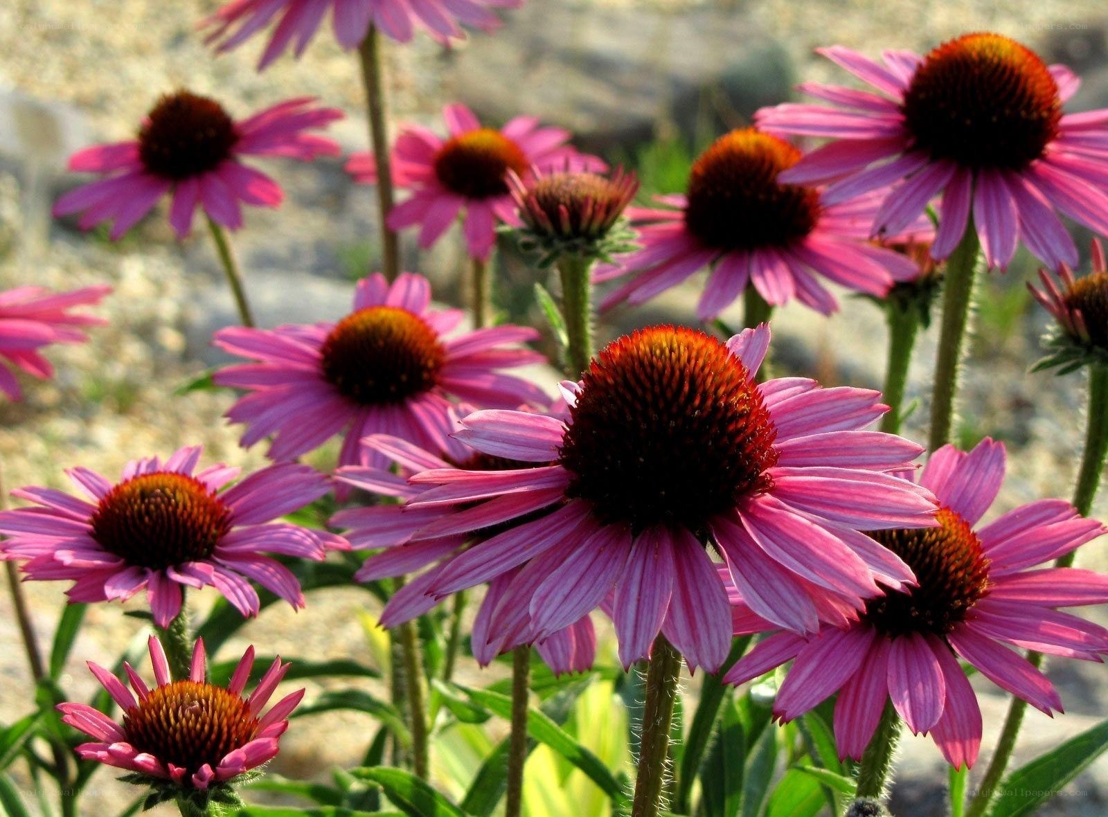 Purple coneflowers in bloom