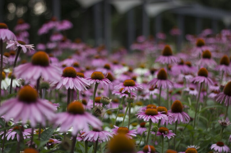 Purple Coneflowers in Field — Calm