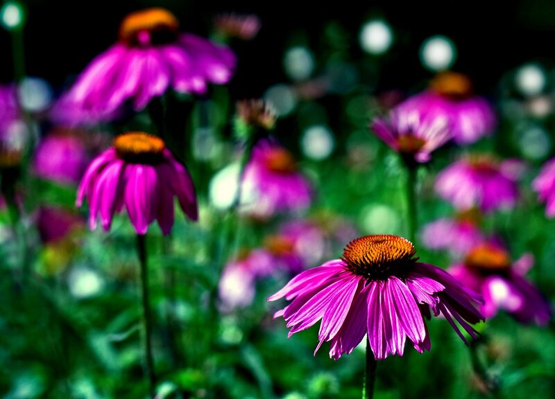 Purple Coneflowers in Field — Serene