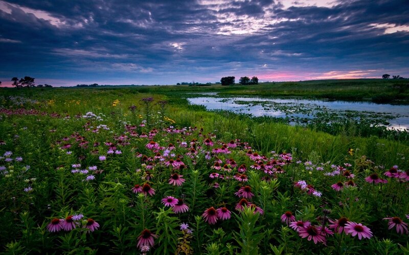 Purple Coneflowers in Field