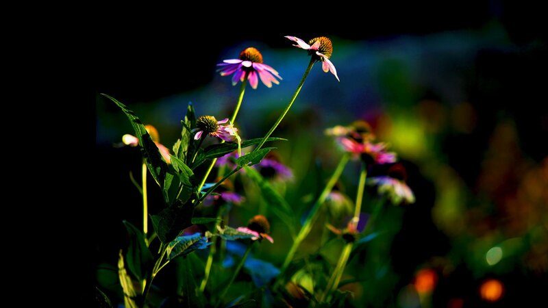 Purple Coneflowers in Garden — Dramatic, Night